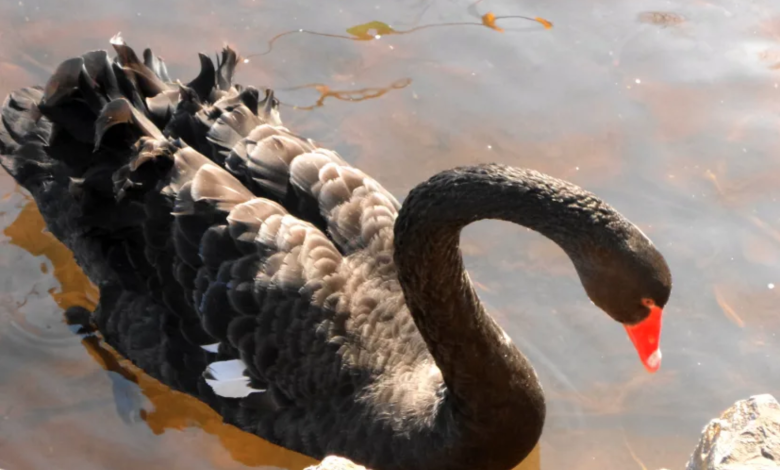 black swan قوی سیاه