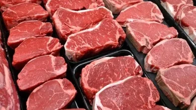 کشورهای عربی مشتری گوشت شتر در ایران شدند