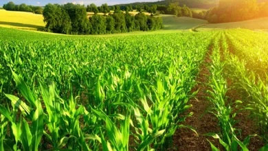 صادرات ۶.۲ میلیارد دلاری کشاورزی در ۱۴۰۲ و واردات گندم نصف شد