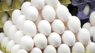 هدفگذاری برای صادرات 150 هزار تن تخم مرغ