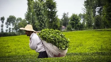 واردات چای به دستور رئیس جمهور ممنوع شد