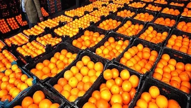 الزام برای صادرات 200 هزار تن سیب و پرتقال