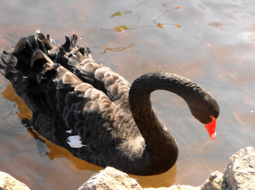 black swan قوی سیاه