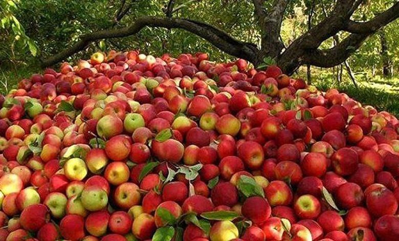 صادرات سیب در سال 1402