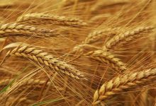 رشد 23 درصدی صادرات محصولات غذایی و کشاورزی