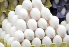 هدفگذاری برای صادرات 150 هزار تن تخم مرغ