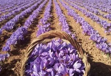 افزایش 3 برابری صادرات زعفران ایران به افغانستان