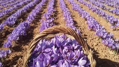 افزایش 3 برابری صادرات زعفران ایران به افغانستان