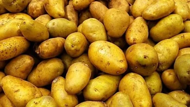 رفع محدودیت صادرات، خواسته کشاورزان و صادرکنندگان سیب زمینی در همدان