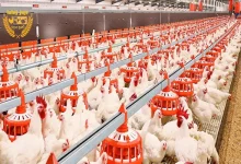 تورم ۵۷ درصدی برای تولیدکنندگان مرغداری