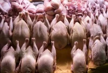 برزیل تمامی صادرات مرغ به چین را به دلیل شیوع ویروس متوقف کرد.