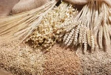 بازنگری نرخ خرید تضمینی گندم سال زراعی ۱۴۰۴-۱۴۰۵