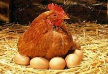 دلیل گرانی مرغ و تخم‌مرغ اعلام شد