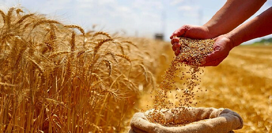 کاهش خرید تضمینی گندم و فشار نقدینگی کشاورزان
