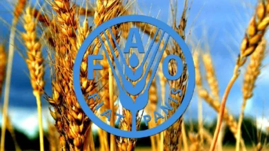 امنیت غذایی ایران و مسیر کاهش وابستگی به واردات
