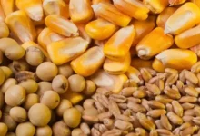 مطالبات واردکنندگان نهاده‌های دامی در انتظار تسویه